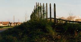 Planting was extensively used to shelter adjacent housing. Note use of climbers up weldmesh/ stake screen, click to return.